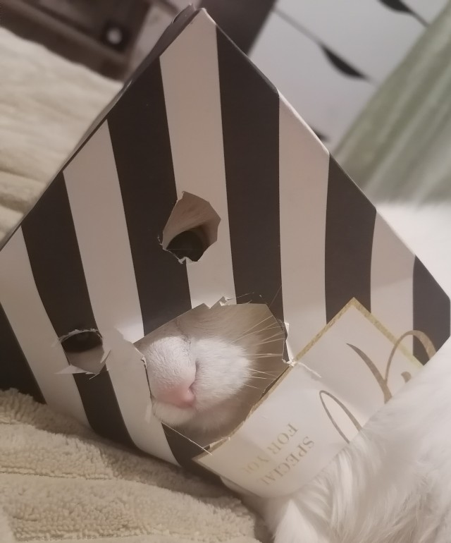Рыцари коты