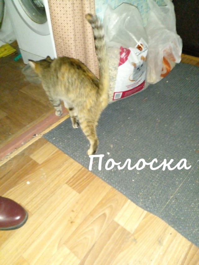 Жизнь домашнего приюта "Котоленд" 364