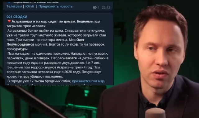 В Воронеже стая бездомных собак напала на ребёнка