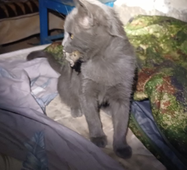 У нас появился кот