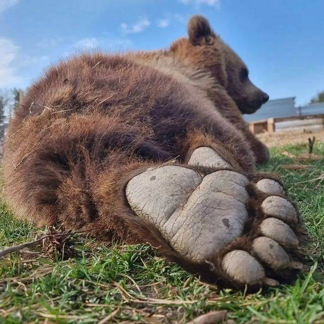 Медвежья пяточка