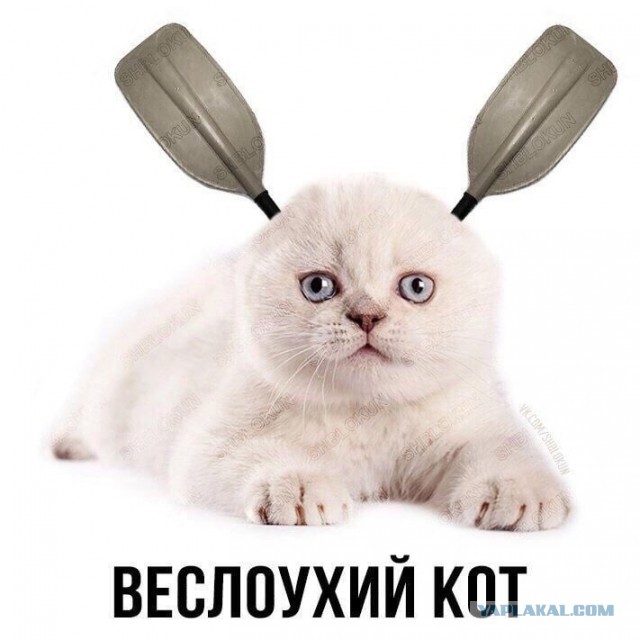 А у нас сегодня кошка