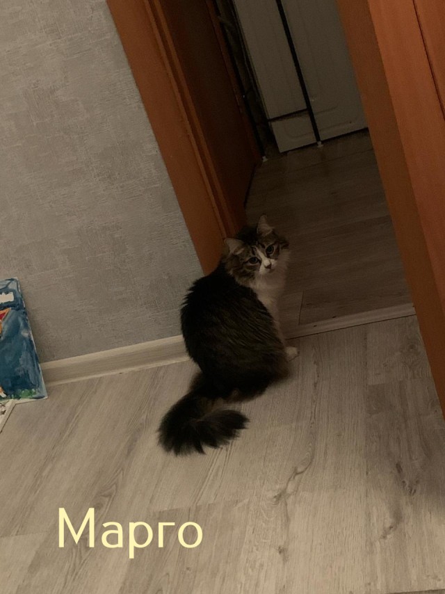 Жизнь домашнего приюта "Котоленд" 427