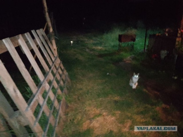Жизнь домашнего приюта для котеек 498