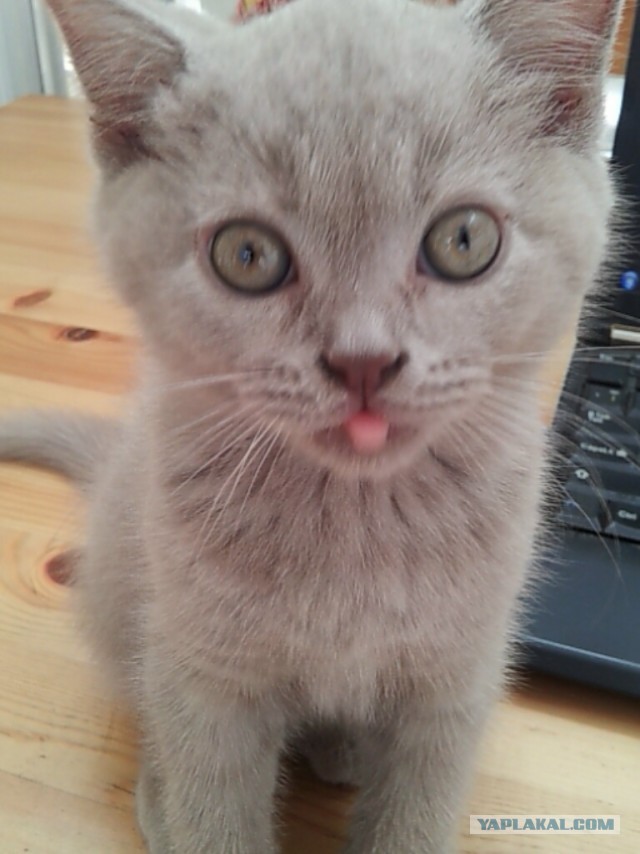 Котовторник 21.05.2013