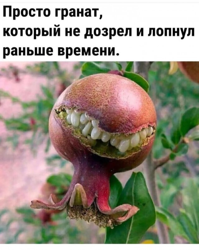 Весёлый полтишок 22.07 24