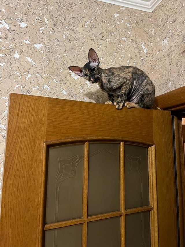 С Котовторником!