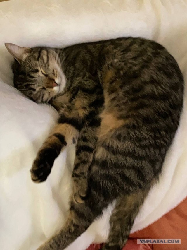 Паша Найден!