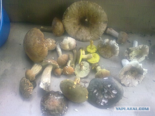 Поход за грибами,