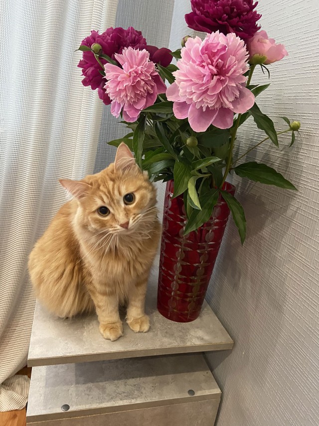 Очень грустный котовторник