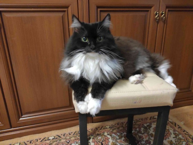 Жизнь кота