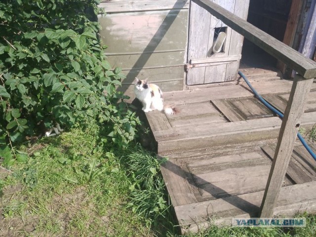Жизнь домашнего приюта для котеек 553