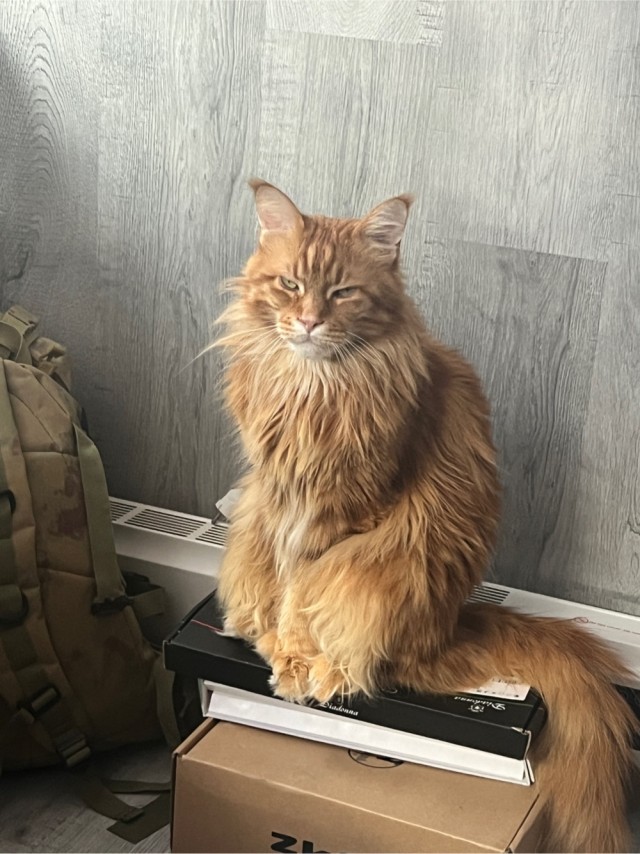 Кошки - облигатные хищники! К котовторнику