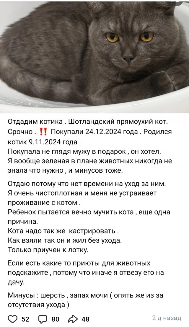 Брошенная под дождём овчарка всю ночь ждала хозяйку в Новосибирске