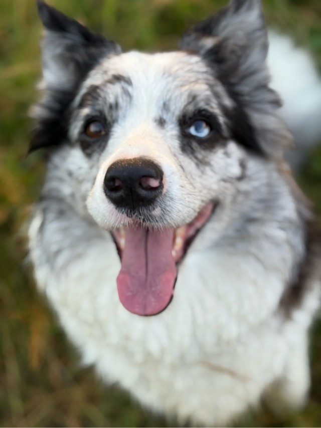 Самая галантная