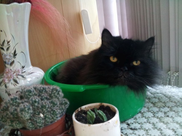 Чёрный котовторник