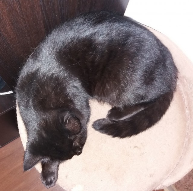 Котовторник