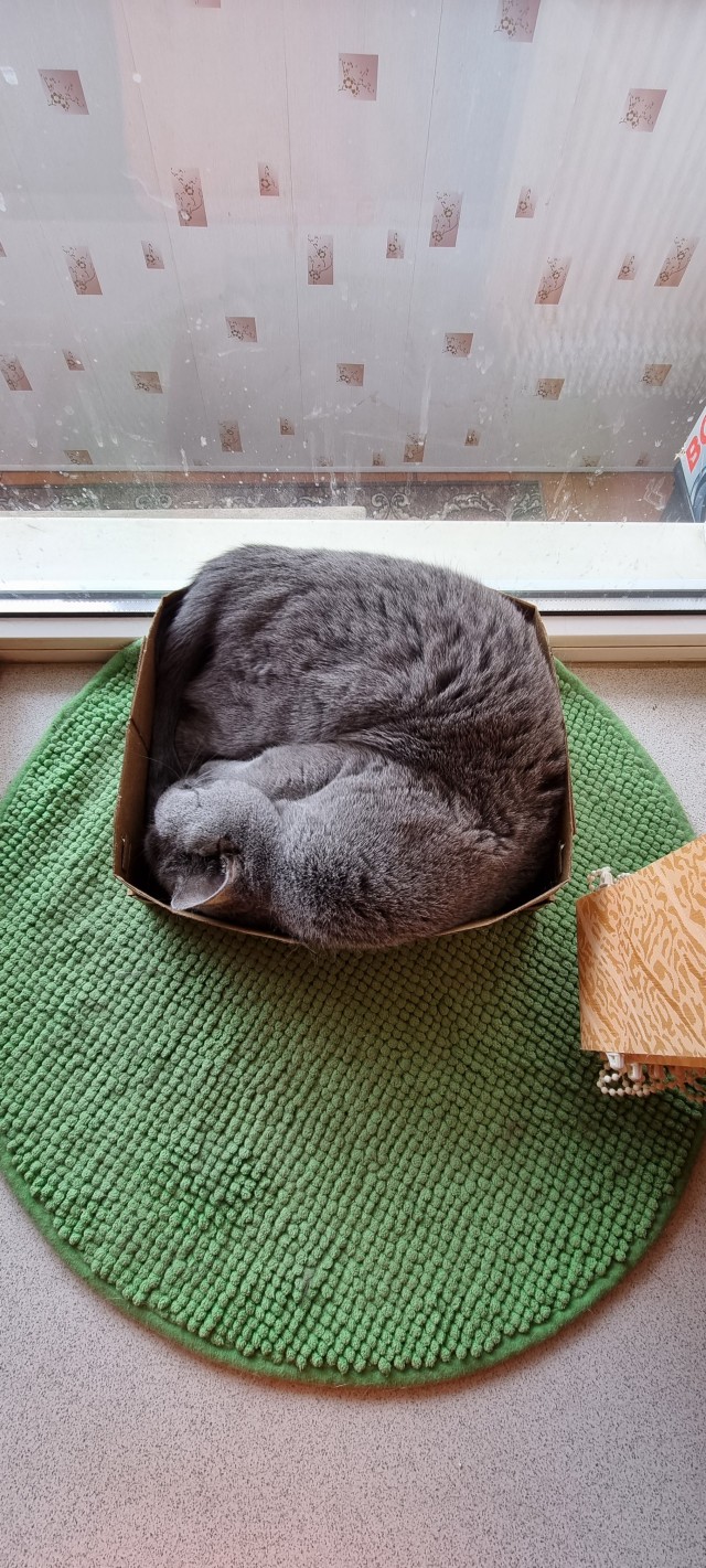 Котовторник же!