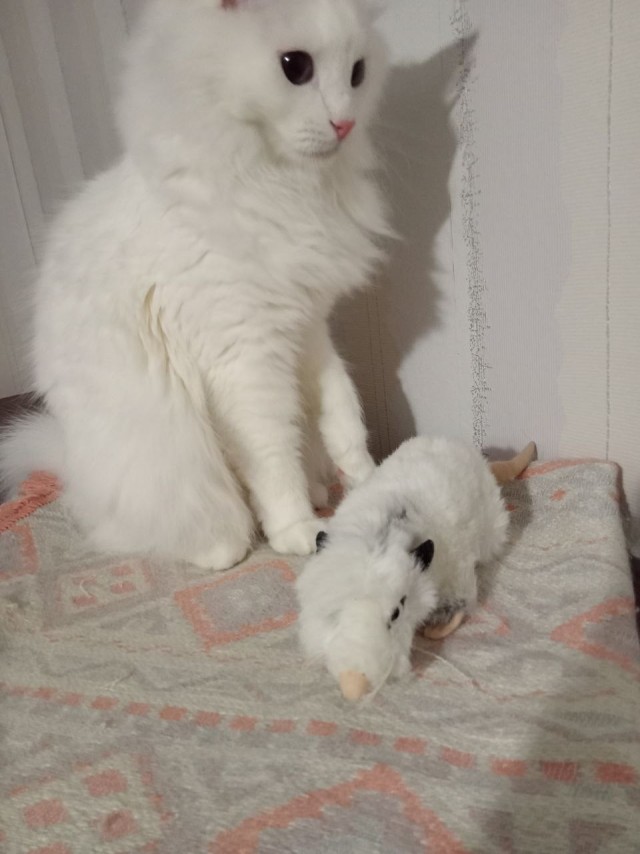 Раз котовторник, то получите )