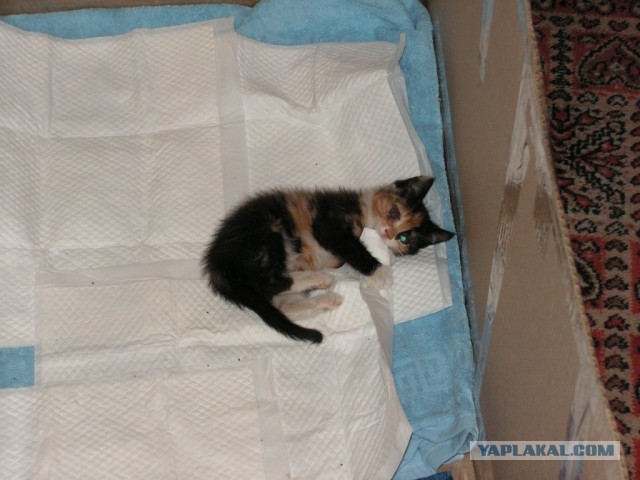 История одного "почти спасения".