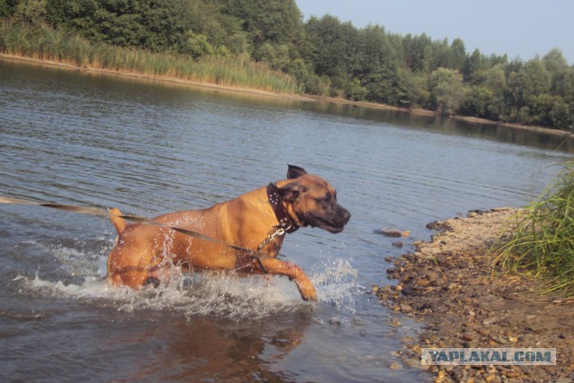 О, my dog