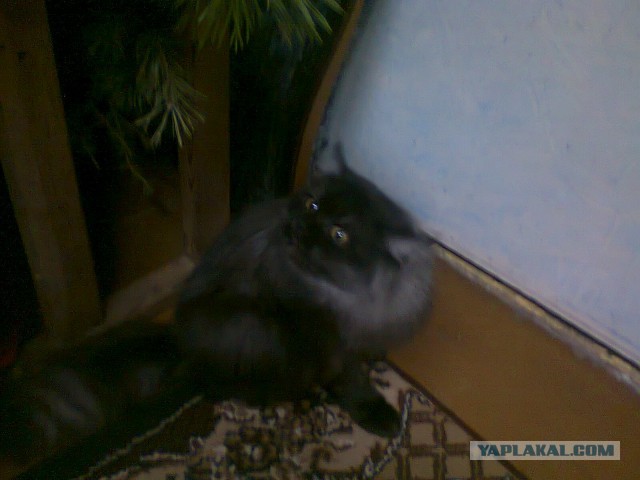Котовторник 18.03.2014