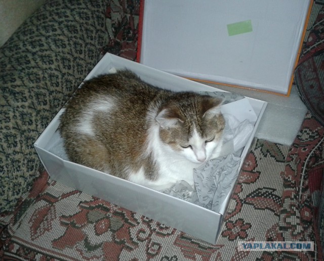 Котовторник  08.04.2014