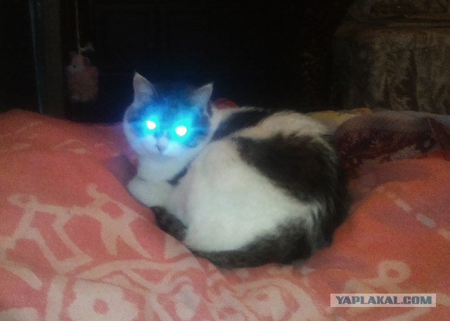 Котовторник 6.05.2014