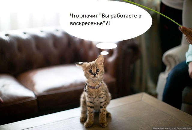 Питомник диких африканских кошек.