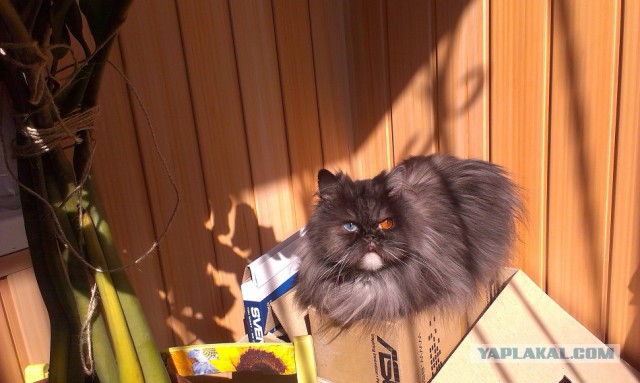 Котовторник  08.07.2014