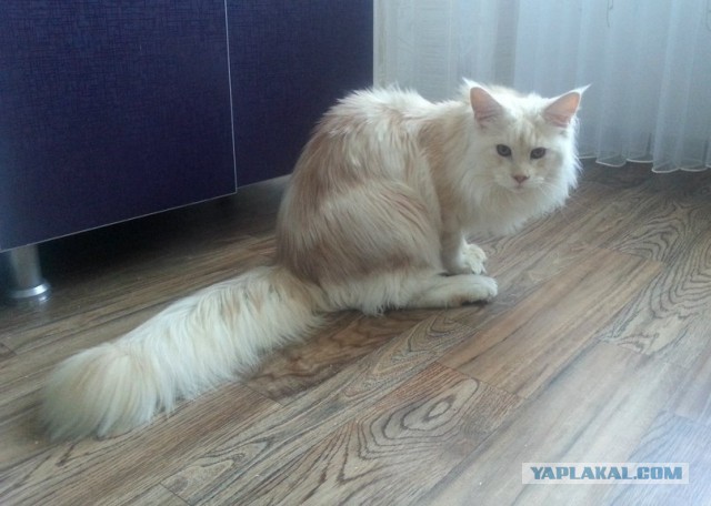 Котовторник 12.08.2014