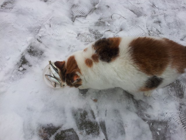 Котовторник 21.10.2014