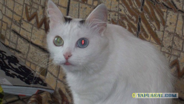 Котовторник 2.12.14
