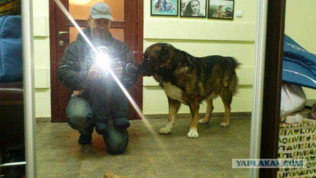 А у нас алабаи растут быстрей доллара