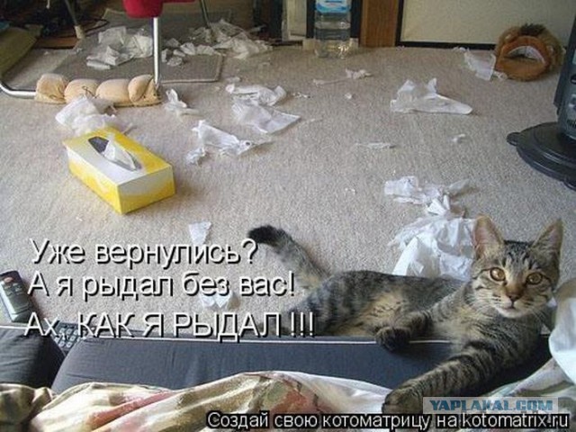 Кошачий Hardcore