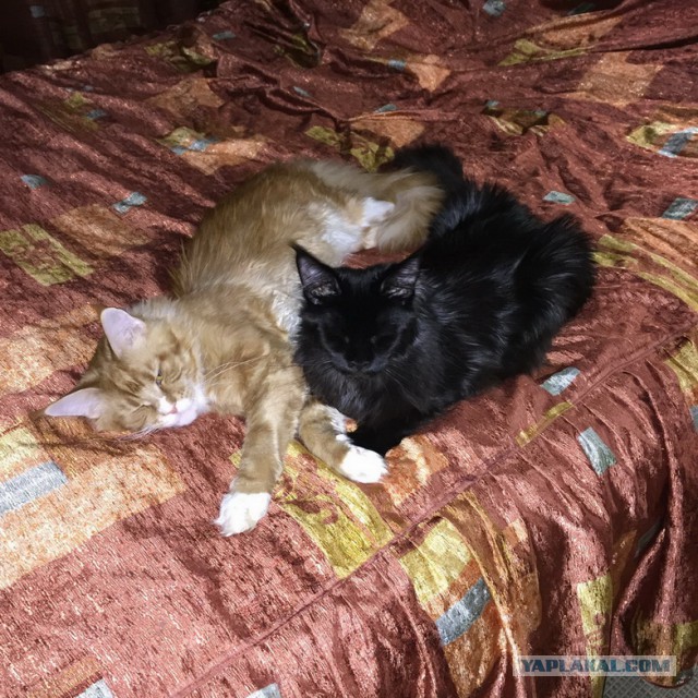 Котовторник 27.01.2015
