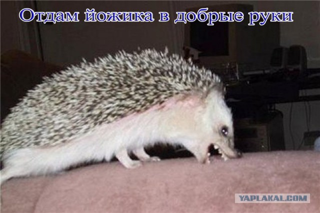 Встреча с ёжиком
