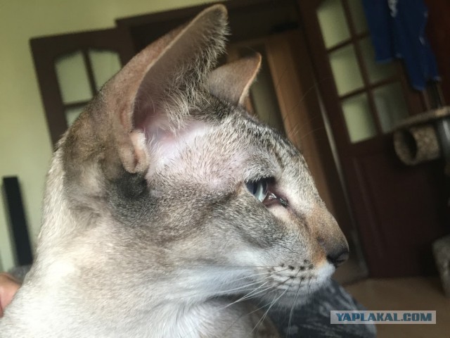 Котовторник 17.11.2015