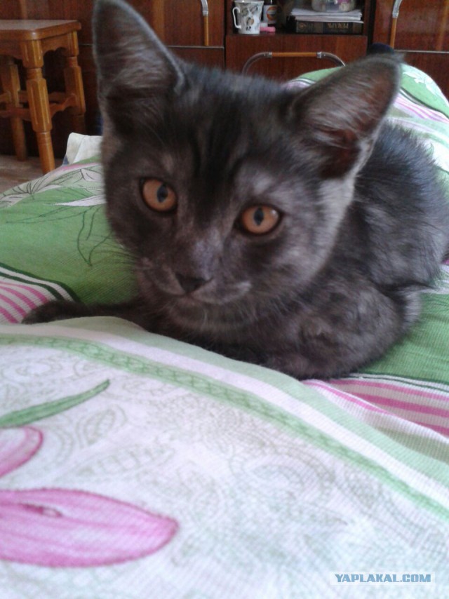 Котики - 3