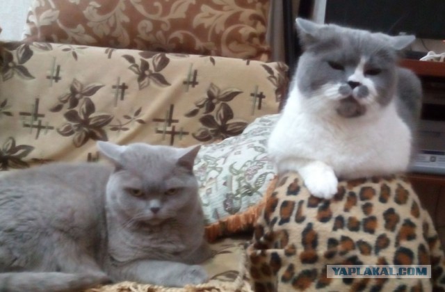 Котовторник