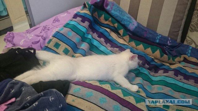 Котовторник 16.02.16