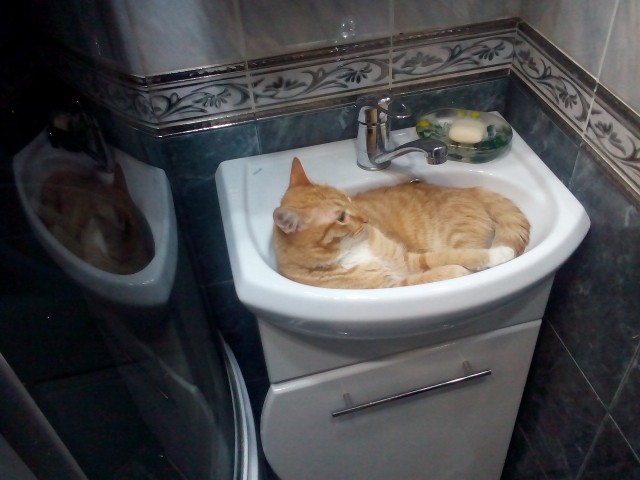Котовторник 16.02.16