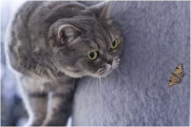 Демы к котовторнику!