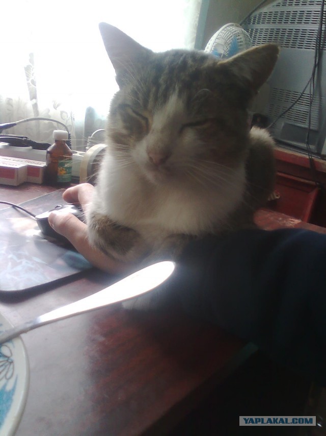 Котовторник 15.11.2016