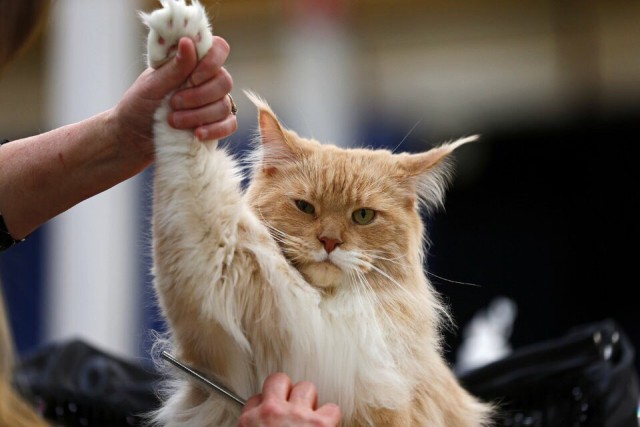 Коты и Кошки