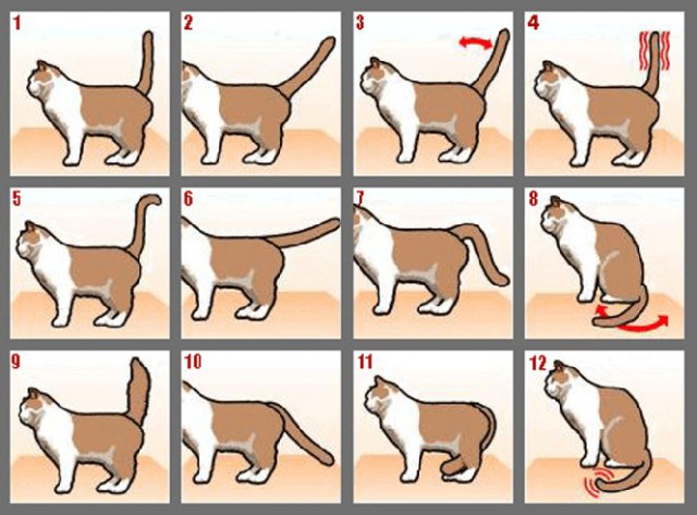 Коты и Кошки