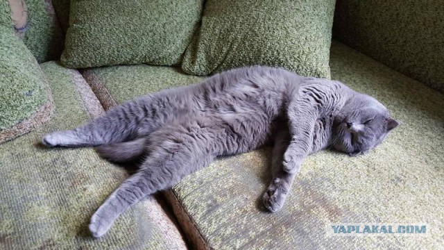 Котовторник 25.04.2017