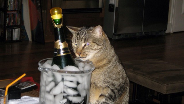 Коты и Кошки
