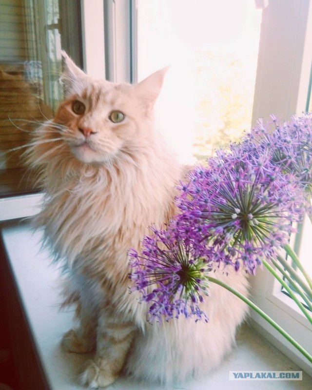 Котовторник 13.06.2017