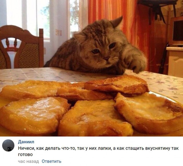 Коты и Кошки